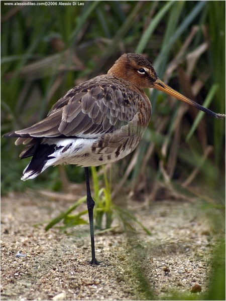 Pittima reale [Limosa limosa]