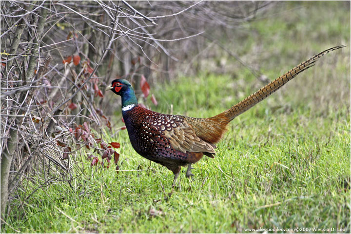 Fagiano comune [Phasianus colchicus]