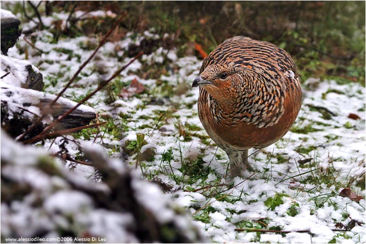 Gallo forcello femmina [Tetrao tetrix]
