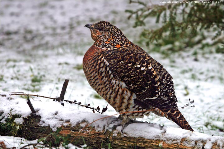 Gallo forcello femmina [Tetrao tetrix]