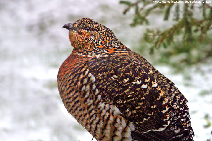 Gallo forcello femmina [Tetrao tetrix]
