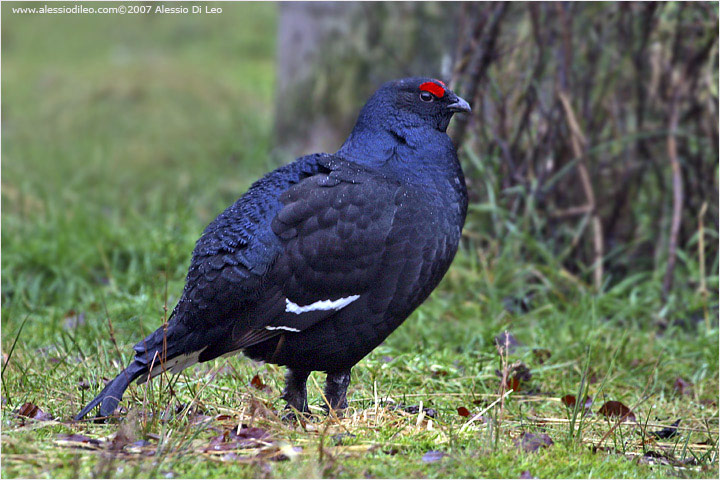 Gallo forcello [Tetrao tetrix]