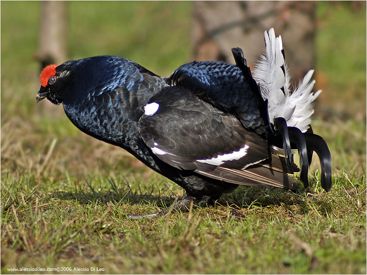 Gallo forcello [Tetrao tetrix]