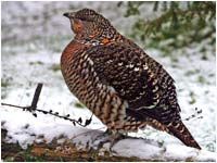 Gallo forcello femmina [Tetrao tetrix]