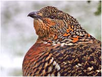 Gallo forcello femmina [Tetrao tetrix]