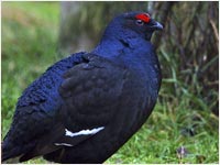 Gallo forcello [Tetrao tetrix]