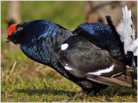 Gallo forcello [Tetrao tetrix]