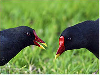 Gallinella d'acqua [Gallinula chloropus]