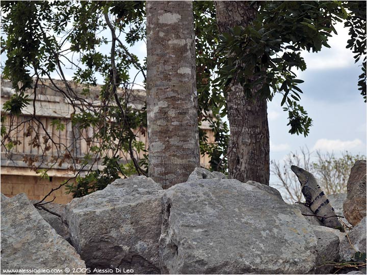 Iguana nera all'ombra del palazzo del governatore