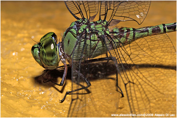 Libellula