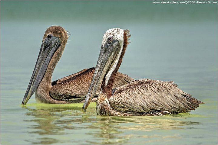 Pellicano bruno [Pelecanus occidentalis]