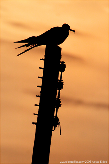 Fregata [Fregata magnificens]