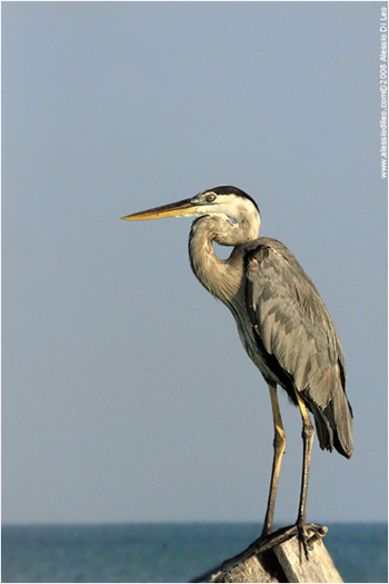 Airone cinerino [Ardea cinerea]