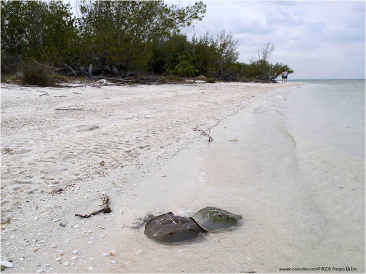 Limulo [Limulus polyphemus]