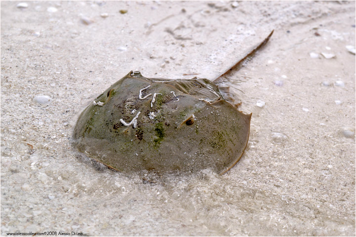 Limulo [Limulus polyphemus]