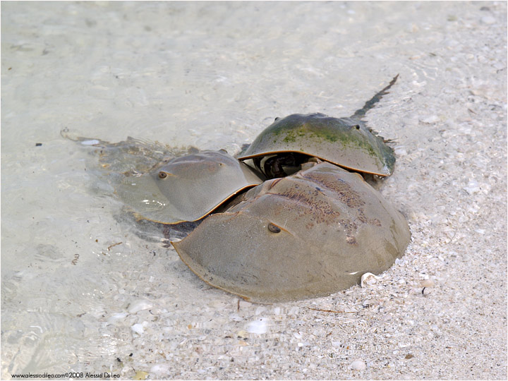 Limulo [Limulus polyphemus]