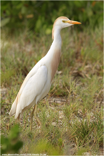 Airone guardabuoi [Bubulcus ibis]