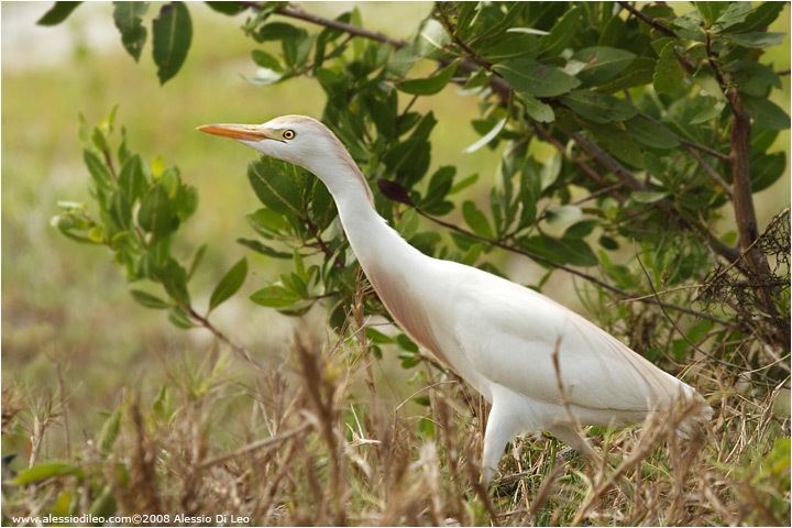 Airone guardabuoi [Bubulcus ibis]