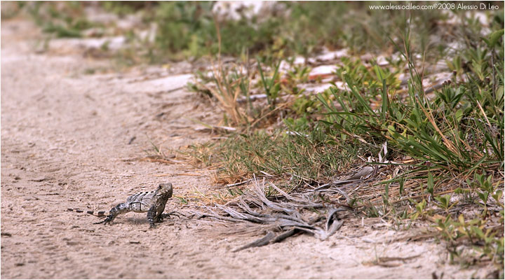 Iguana nera [Ctenosaura similis]
