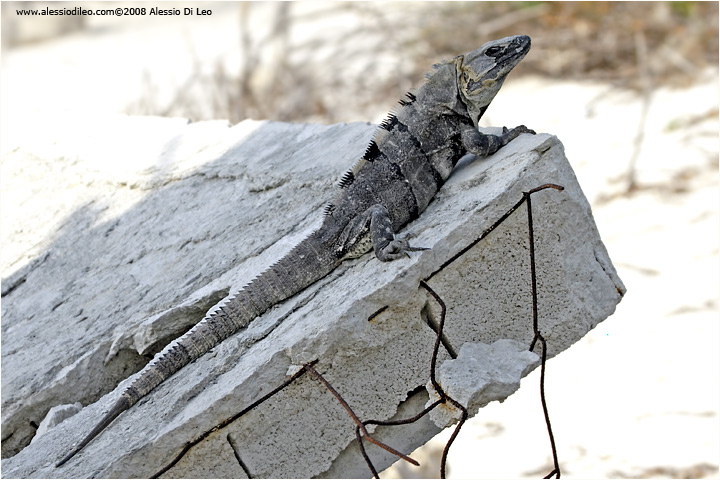 Iguana nera [Ctenosaura similis]