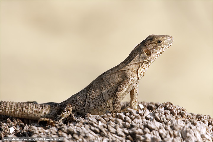 Iguana nera [Ctenosaura similis]