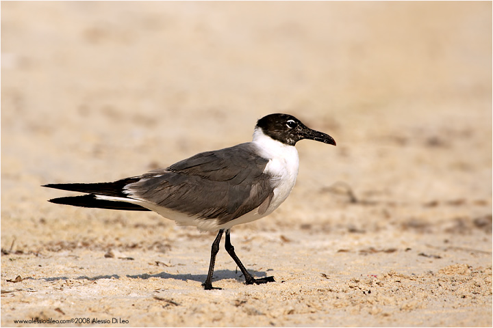 Gabbiano sghignazzante [Larus atricilla]