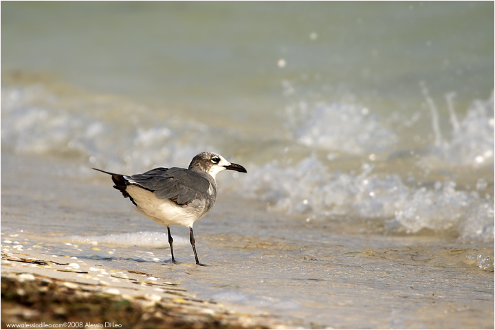 Gabbiano sghignazzante [Larus atricilla]