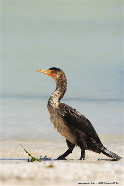 Cormorano [Phalacrocorax auritus]