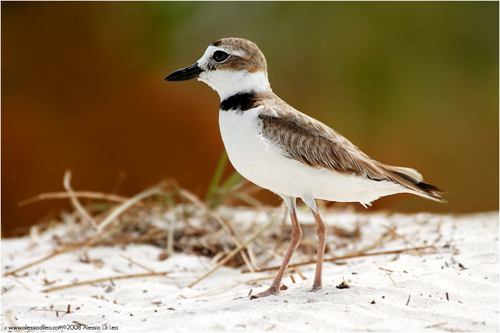 Corriere di Wilson [Charadrius wilsonia]