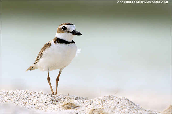 Corriere di Wilson [Charadrius wilsonia]