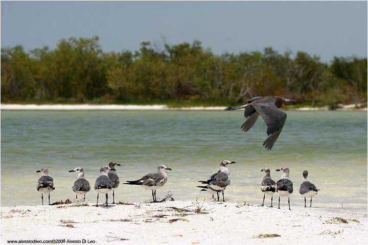 Gabbiano sghignazzante [Larus atricilla]