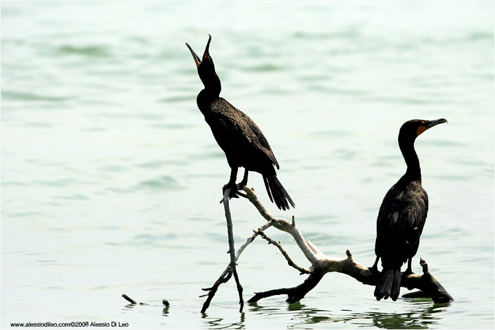 Cormorani [Phalacrocorax auritus]