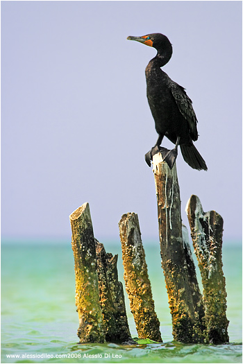 Cormorano [Phalacrocorax auritus]