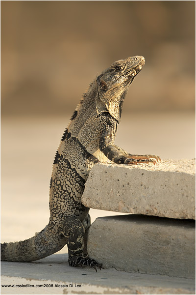 Iguana nera [Ctenosaura similis]