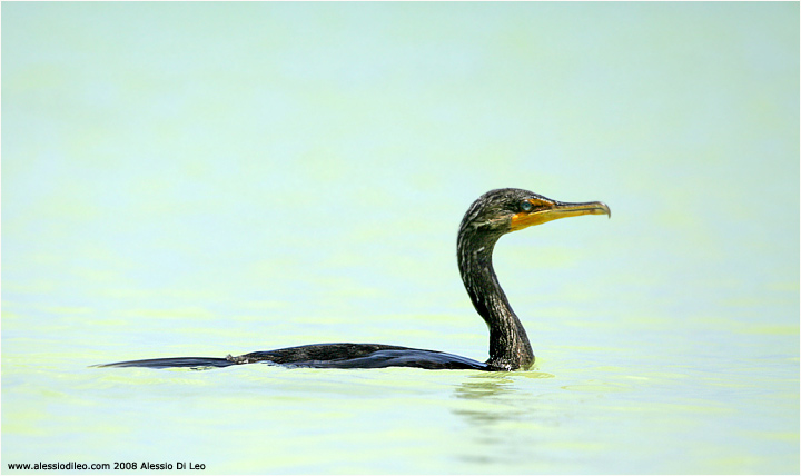 Cormorano [Phalacrocorax auritus]
