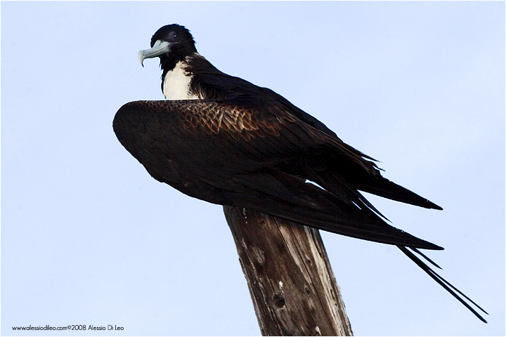 Fregata [Fregata magnificens]