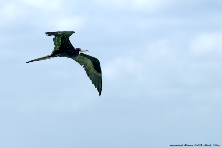 Fregata [Fregata magnificens]