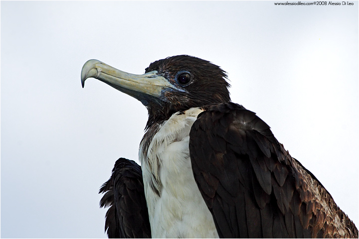 Fregata [Fregata magnificens]