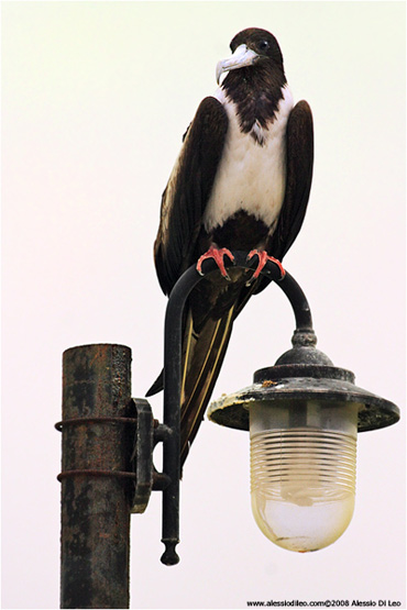 Fregata [Fregata magnificens]