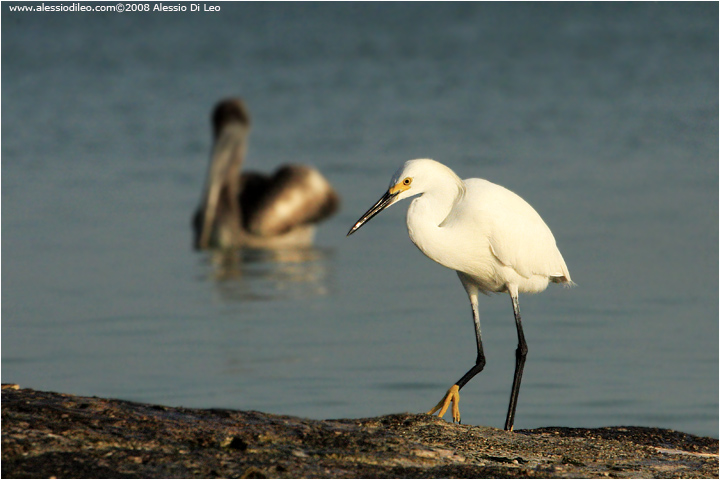 Garzetta [Egretta garzetta]