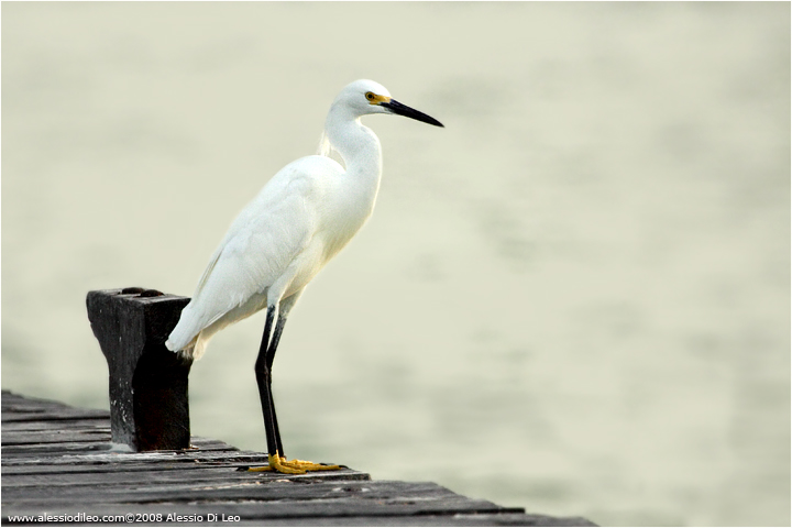 Garzetta [Egretta garzetta]
