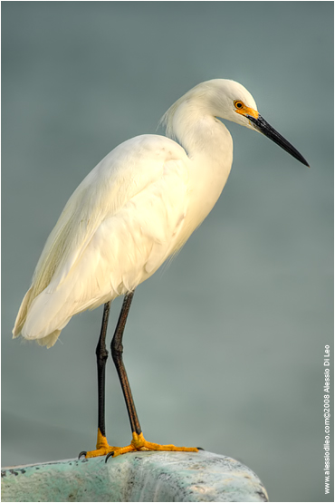 Garzetta [Egretta garzetta]