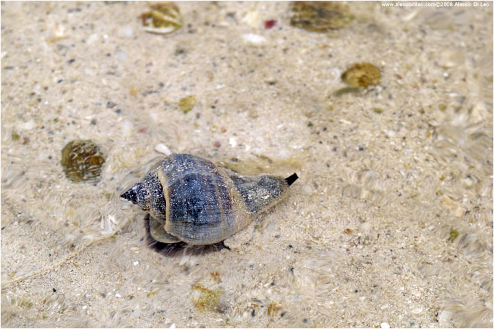 Gasteropode