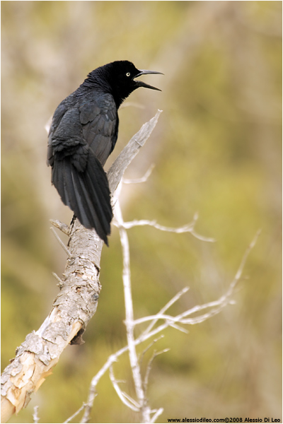 Gracchio messicano [Greater tailed grackle]