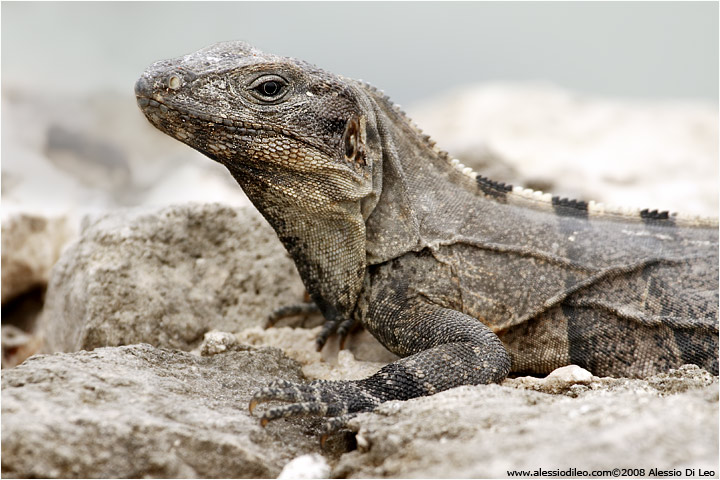 Iguana nera