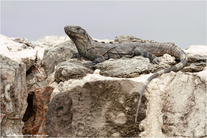 Iguana nera