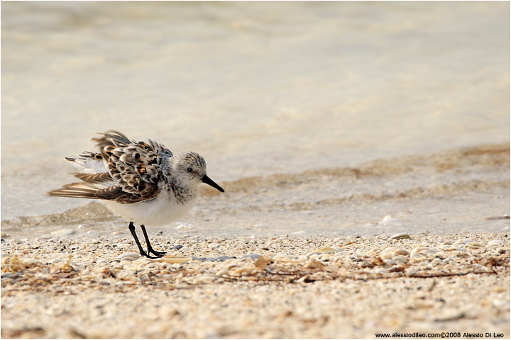 Piovanello tridattilo [Calidris alba]