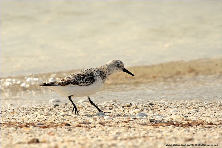 Piovanello tridattilo [Calidris alba]