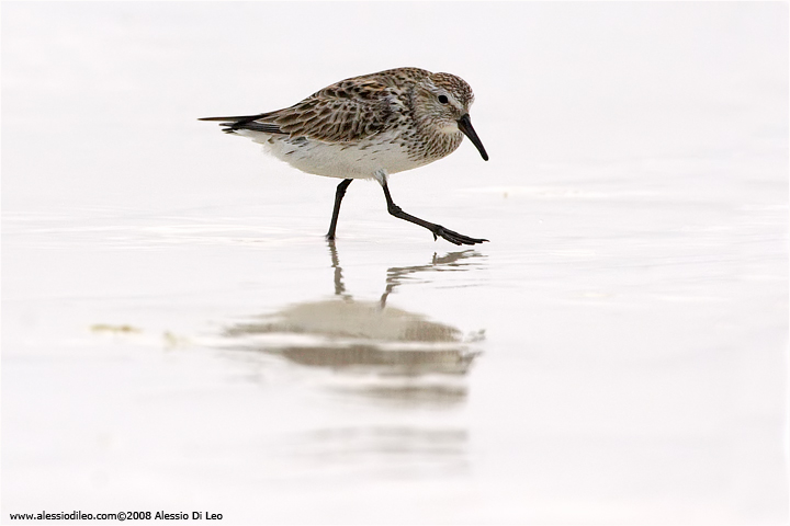 Piro piro dorsobianco [Calidris fuscicollis]