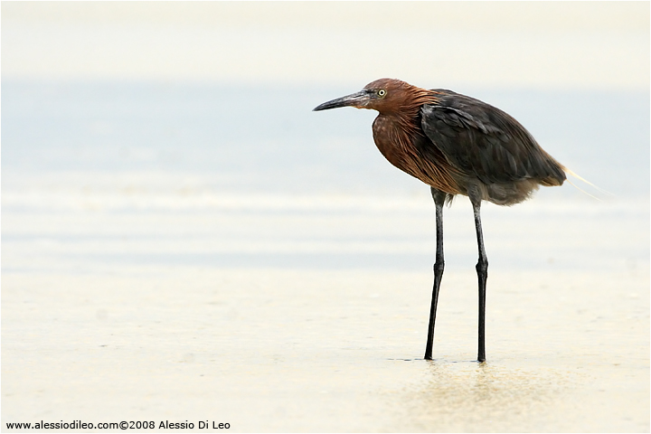 Reddish egret